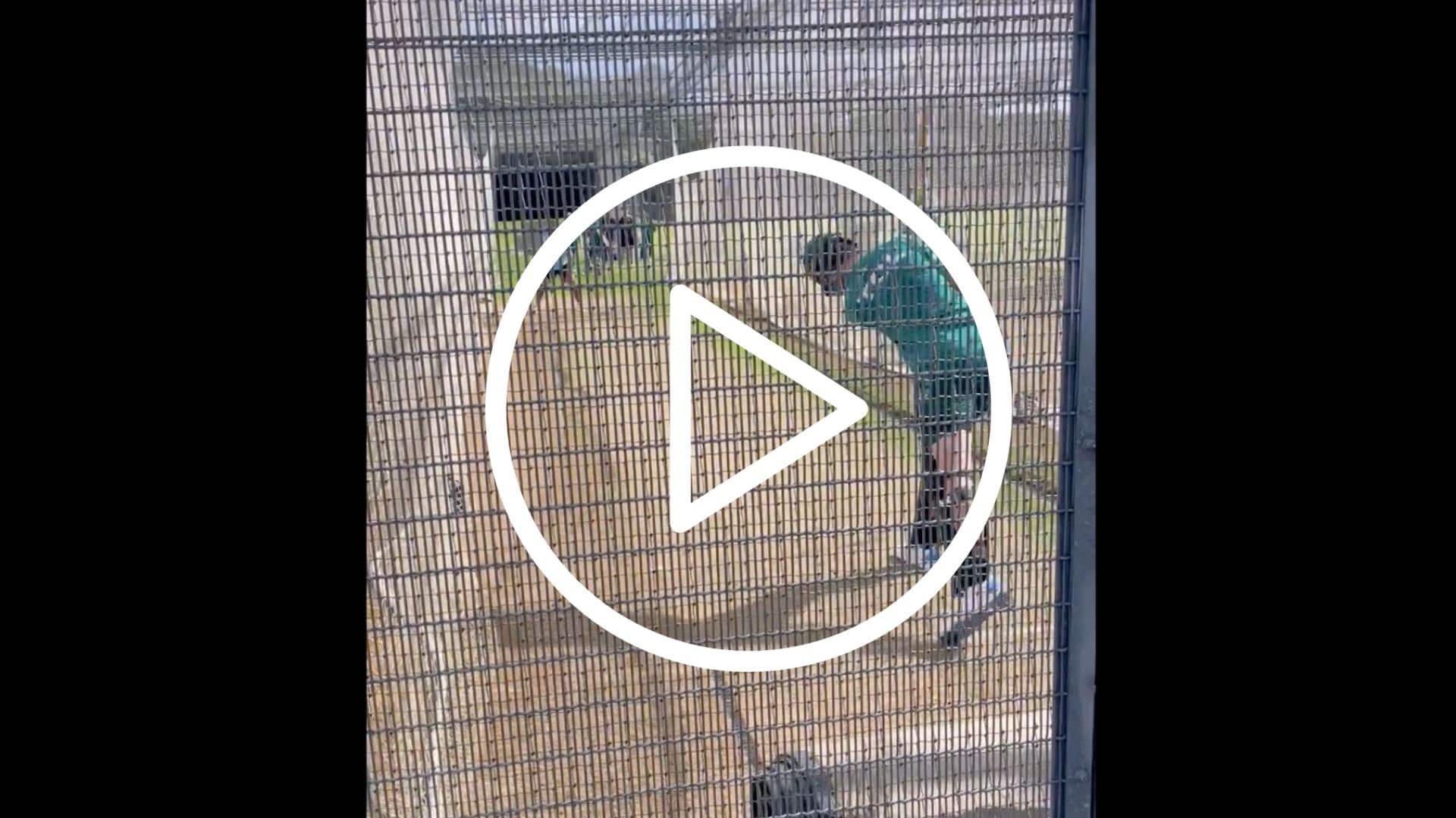 [Watch] Shaheen Afridi Brings Out 'No-Look Six' At Pakistan Nets In Auckland