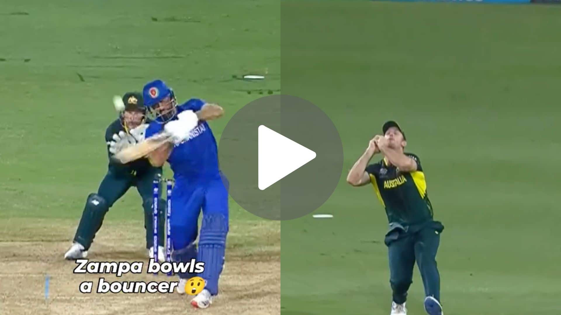 [Watch] Adam Zampa Stuns Afghanistan With Two Quick Wickets In Same Over