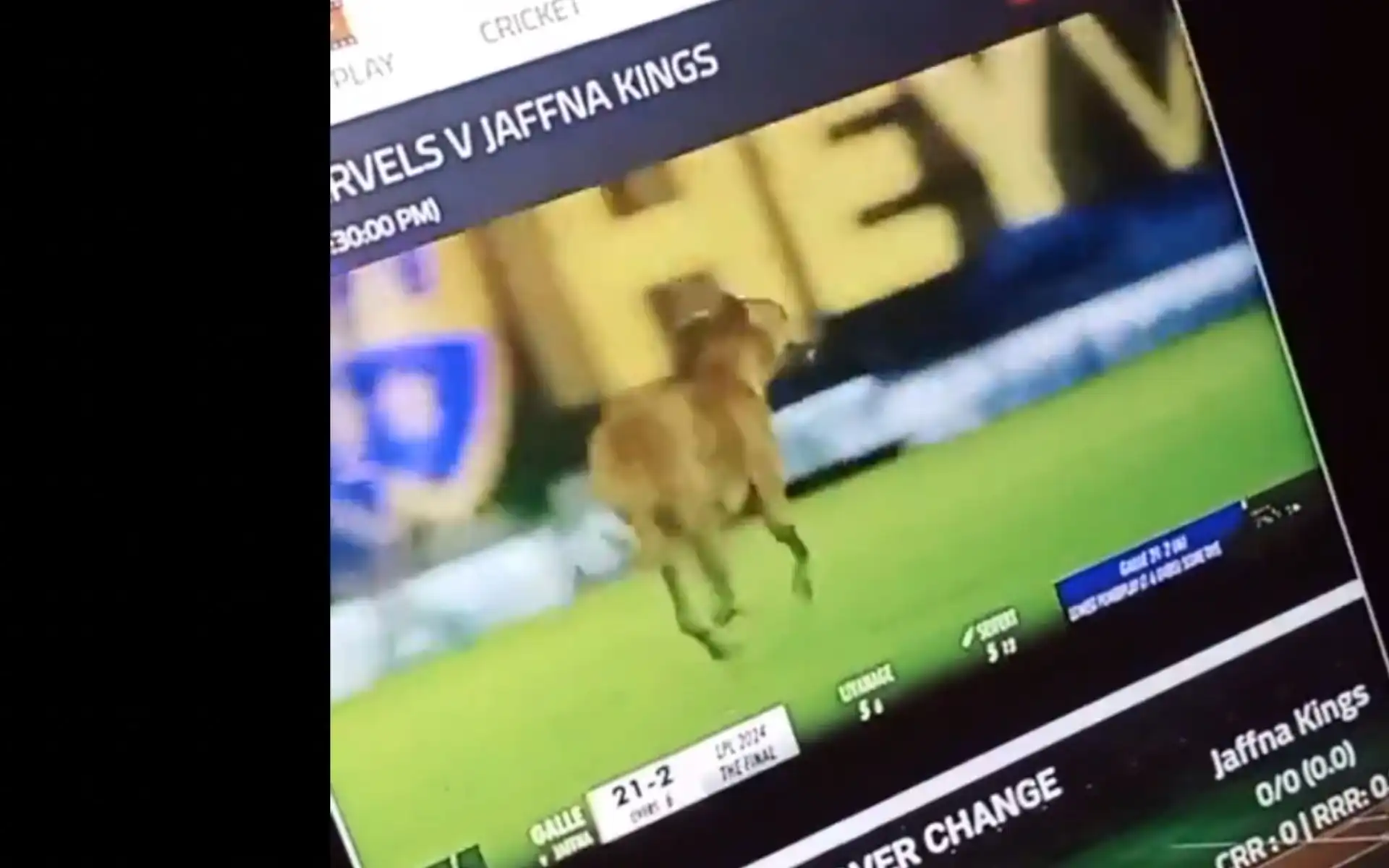 Dog pauses play in LPL 2024 final between Galle and Jaffna (X.com)