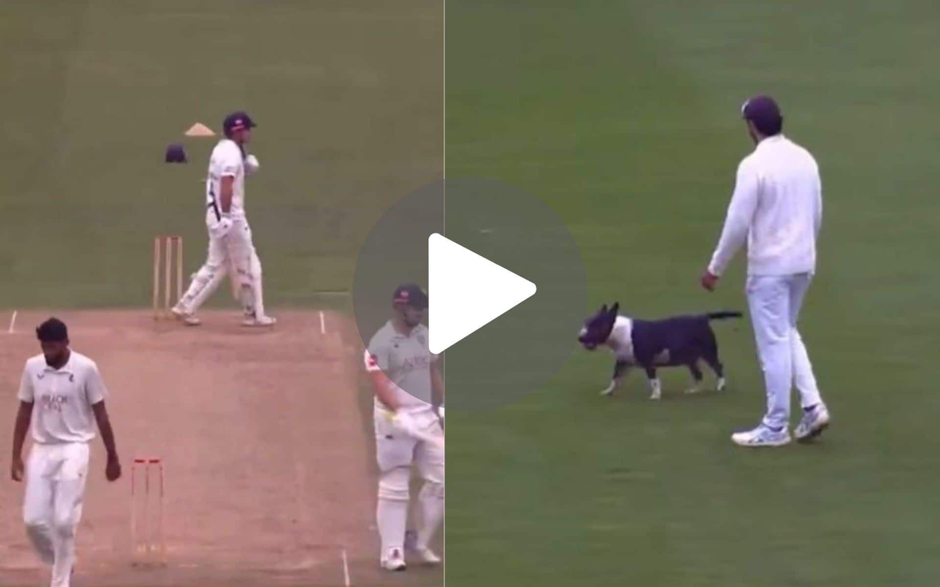 [Watch] Dog Stops Play! Rare Scenes In Durham Vs Kent County Championship Match