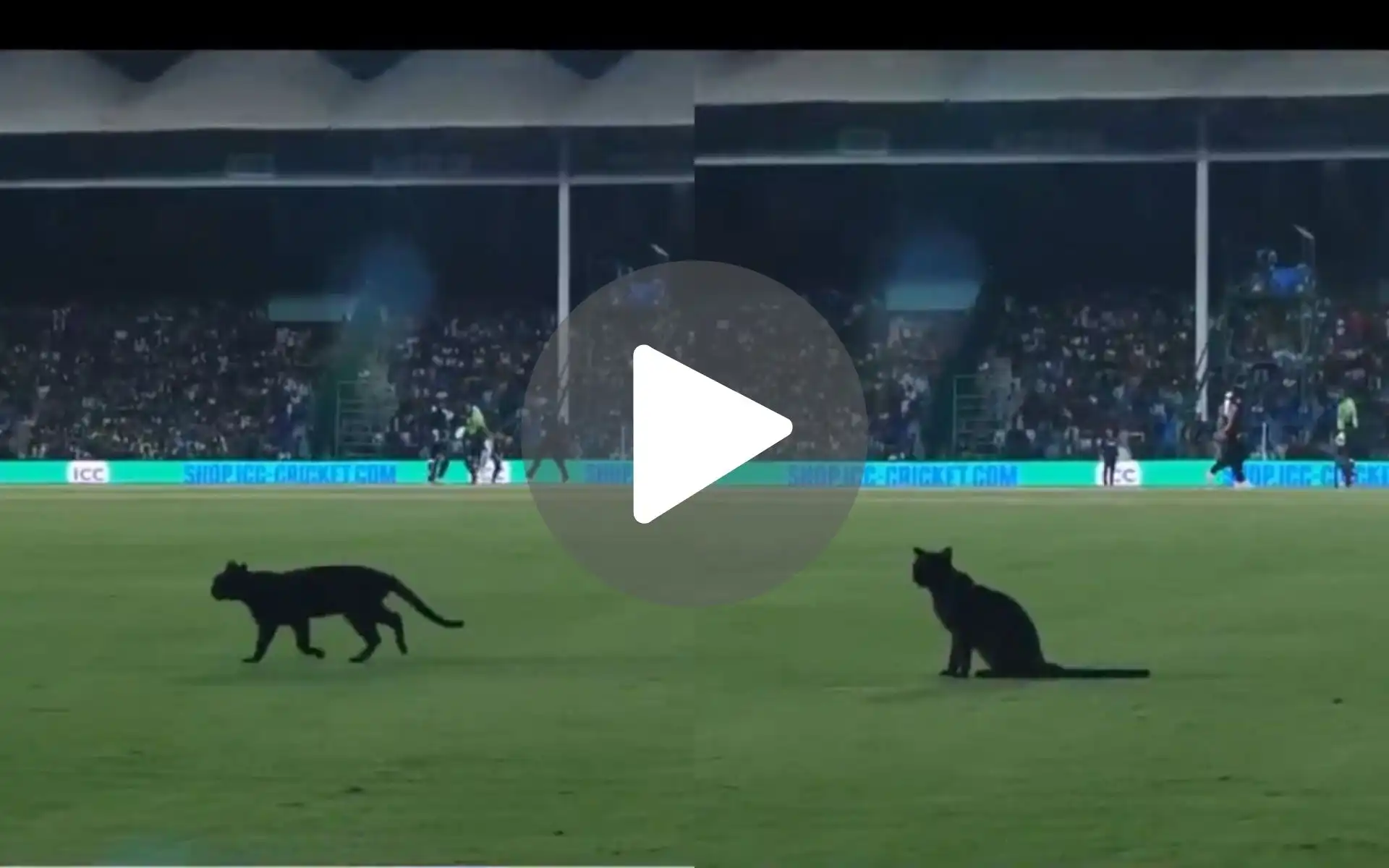 [Watch] Unexpected Guest Invades Karachi Stadium In Champions Trophy 2025 Opener