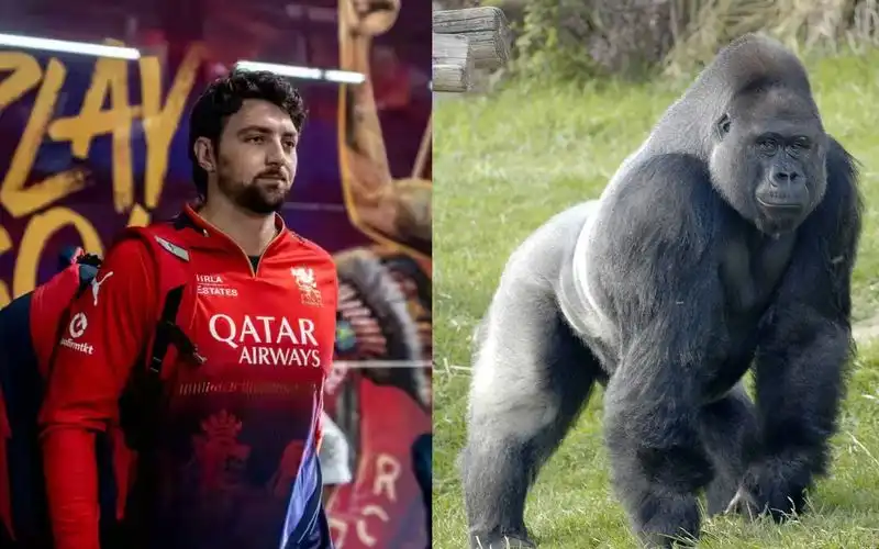 "100 Tim David Vs 1 Gorilla" Phil Salt Jumps On Meme Bandwagon With RCB Mate "100 Tim David Vs 1 Gorilla" Phil Salt Jumps On Meme Bandwagon With RCB Mate