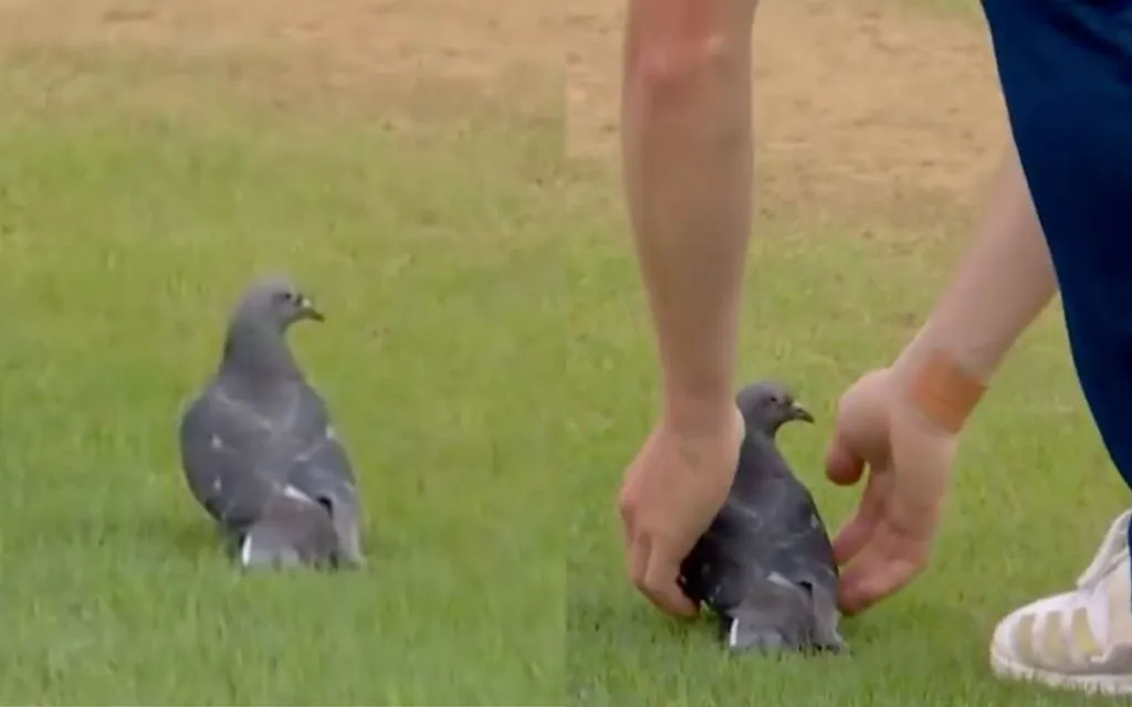 Pigeon during England vs West Indies (Source:@englandcricket/X.com)