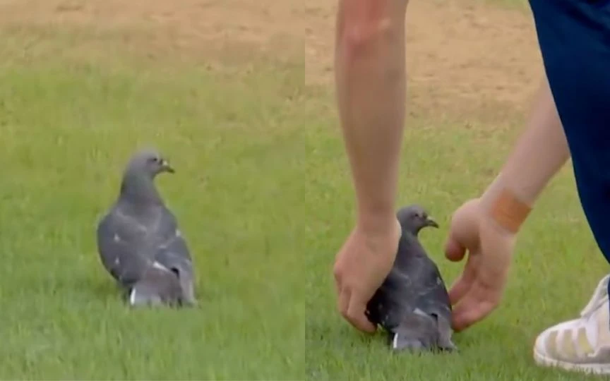 Pigeon during England vs West Indies (Source:@englandcricket/X.com)