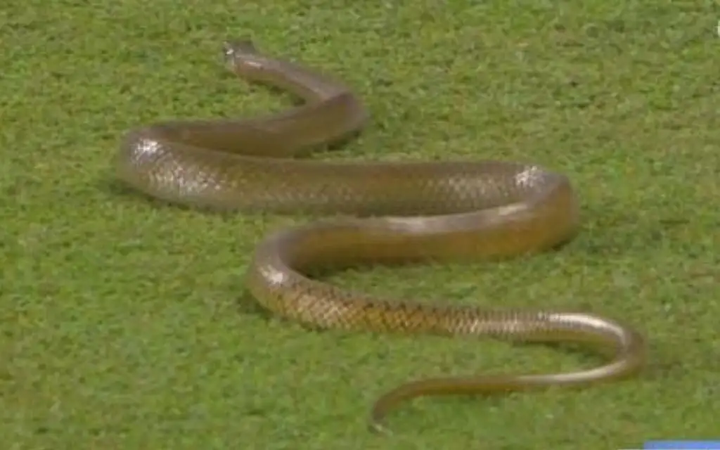 Snake During SL vs BAN Game (Source: @bose_abhimanyu/X.com)