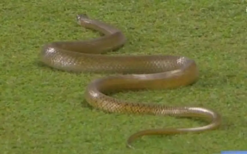Naagin Derby Re-Ignited As Another Snake Makes Appearance In Sri Lanka Vs Bangladesh 1st ODI