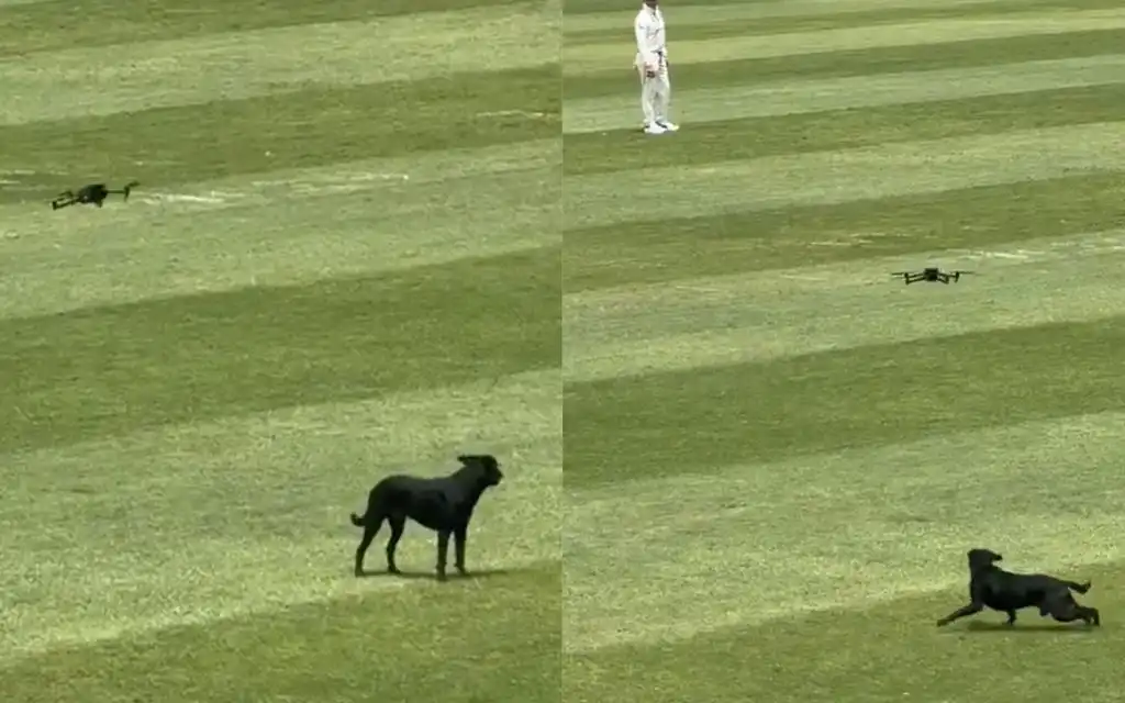 A dog entered the field during WI vs AUS [Source: @windiescricket/x]