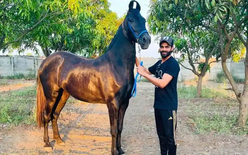 Ravindra Jadeja Net Worth (Instagram/royalnavghan)