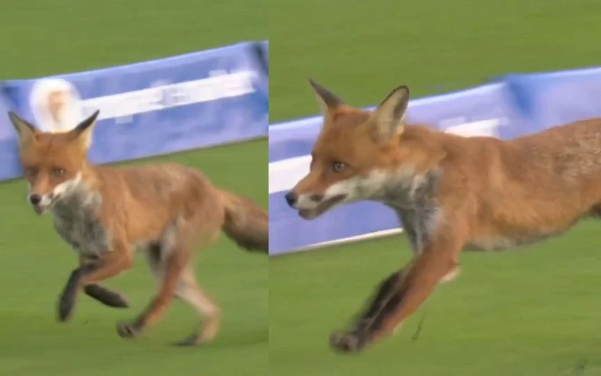 Fox interrupts play during The Hundred opener [Source: @SkySportscricket/X.com]