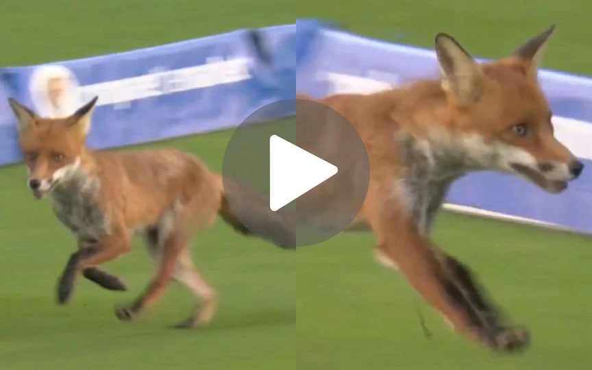 A Fox Crashes The Hundred Opener! Furry Visitor Halts The London Derby